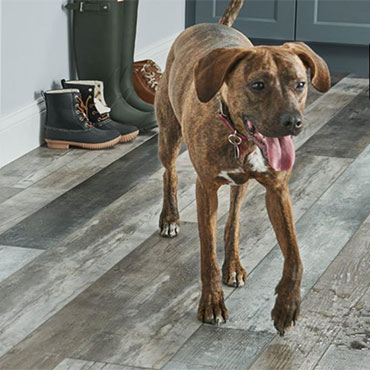 Pet Friendly Empower Rigid Core Flooring