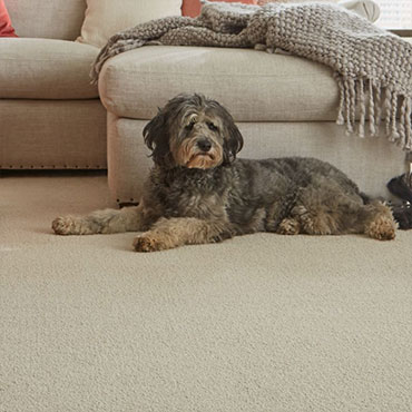 SmartStrand All Pet protection SmartStrand All Pet protection