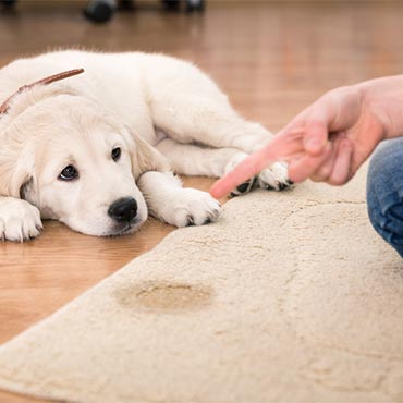 Which Carpet is Best for Pets?